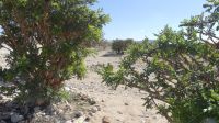 Weihrauchbäume im Wadi Dawkah