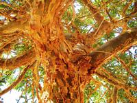 Weihrauchbaum