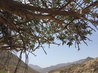 Weihrauchbaum