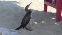 kranker Kormoran