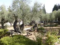 Garten Gethsemane