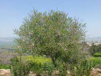 Zippori - Mandelbaum