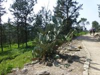 Zippori - Kaktusfeige