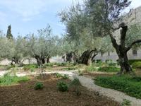 Jerusalem - Garten Getsemani