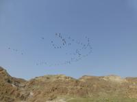 Qumran - Kraniche ziehen weiter nach Norden