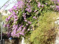 Garten Gethsemane