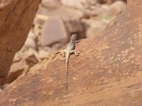 Wadi Rum