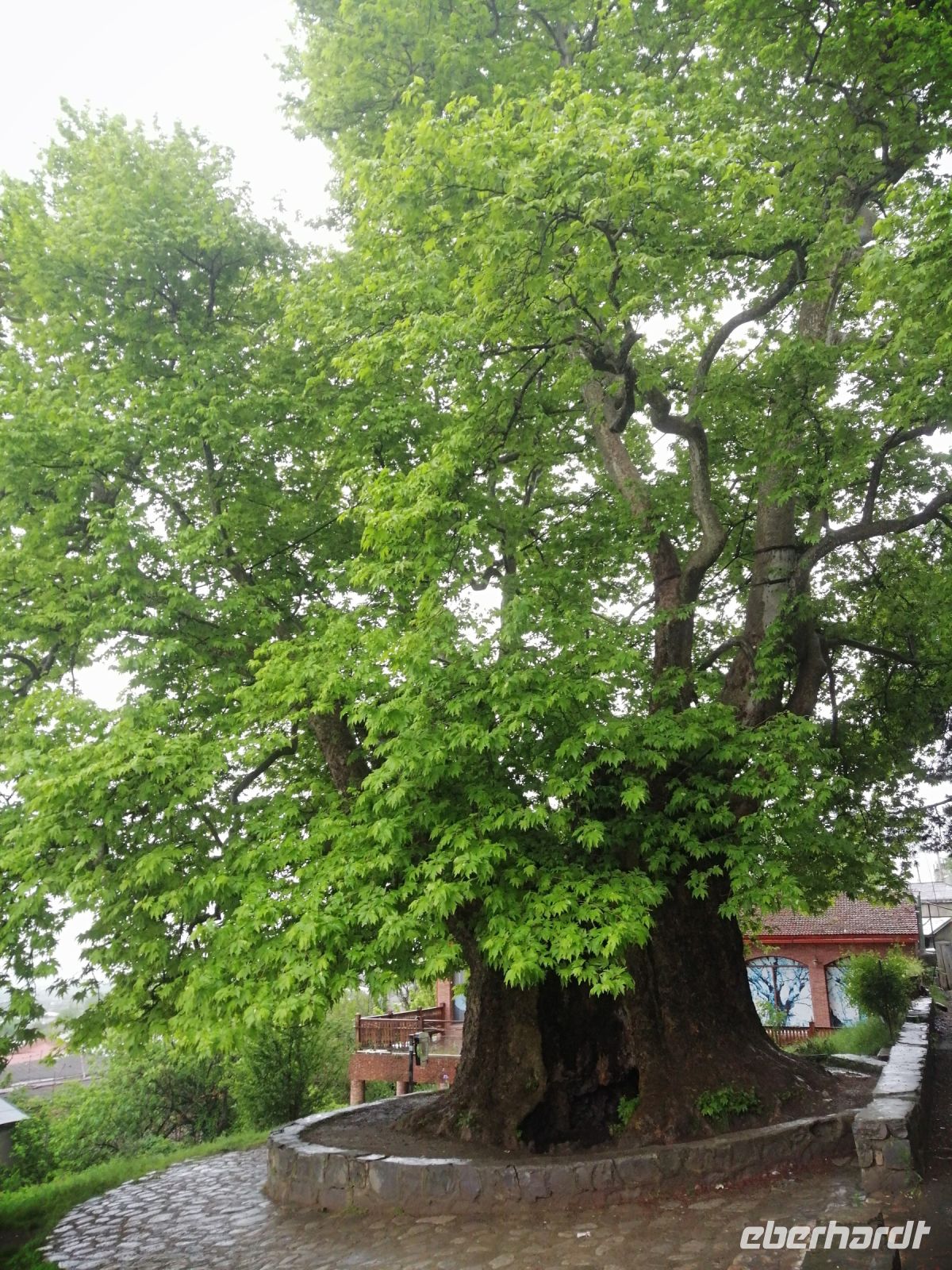 große Platane in Telavi - 900 Jahre alt