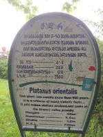 große Platane in Telavi - 900 Jahre alt