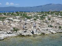 Möweninsel im Sevansee