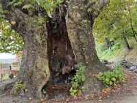 Alte Platane