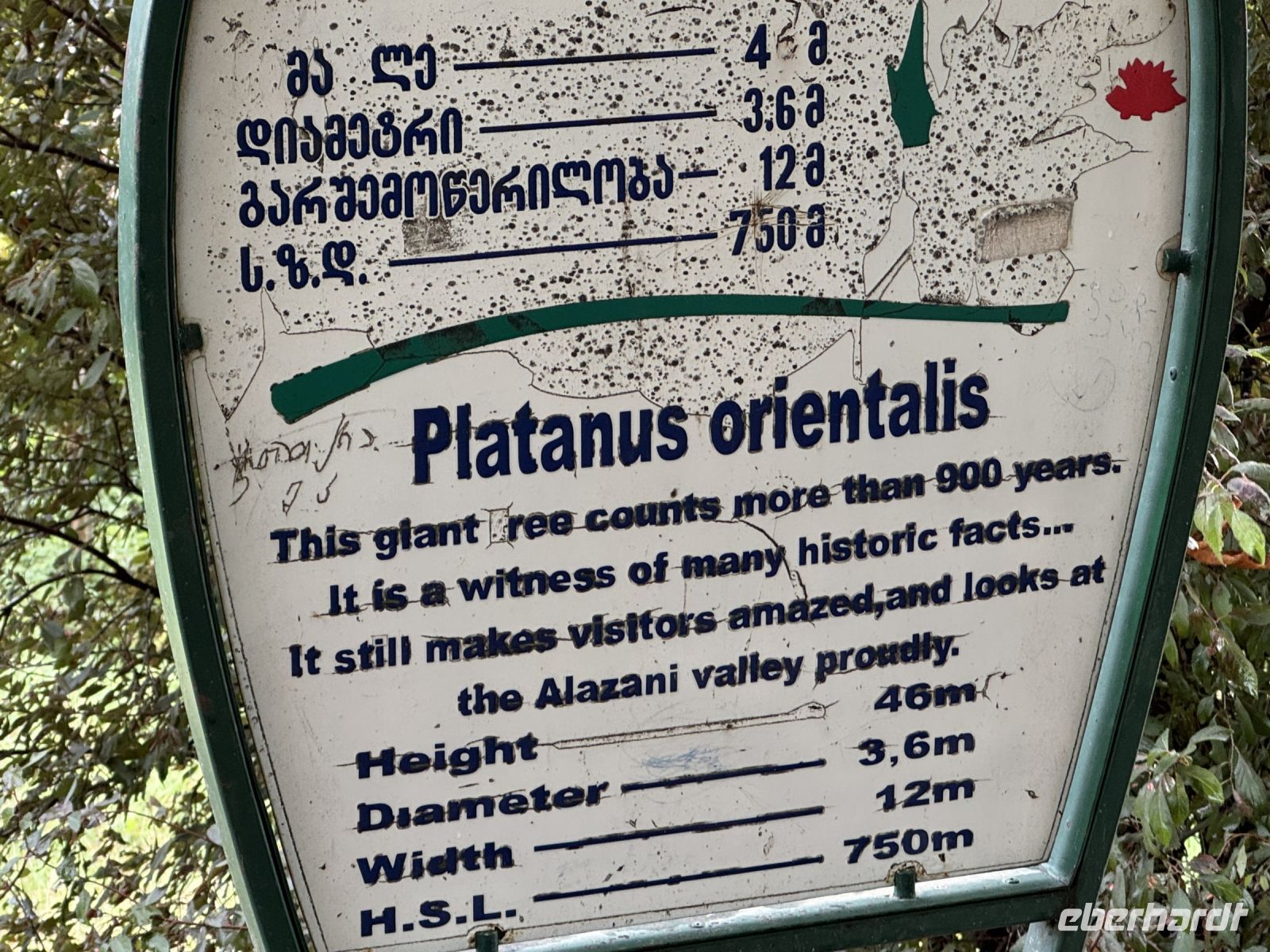 Daten der Platane