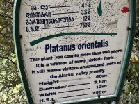 Daten der Platane