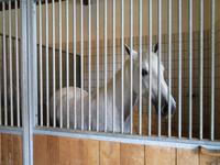 Bundesgestüt Piber - Spanische Hofreitschule 