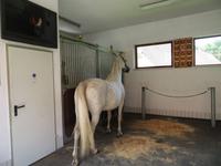 Bundesgestüt Piber - Spanische Hofreitschule 