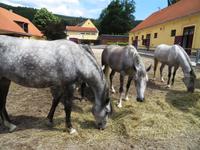 Bundesgestüt Piber - Spanische Hofreitschule 