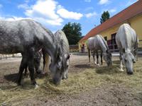 Bundesgestüt Piber - Spanische Hofreitschule 