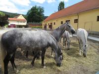 Bundesgestüt Piber - Spanische Hofreitschule 