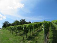 Steiermark - Wein