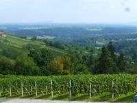 Schilcher Weinstraße