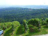 Schilcher Weinstraße