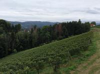 südsteirische Weinstraße 