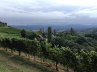 die Sausalweinstraße