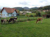 die Wiese vor unserem Hotel in Semriach
