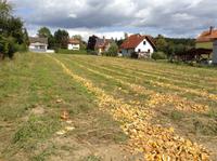 abgeerntetes Kürbisfeld