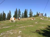 Kühe auf der Alm