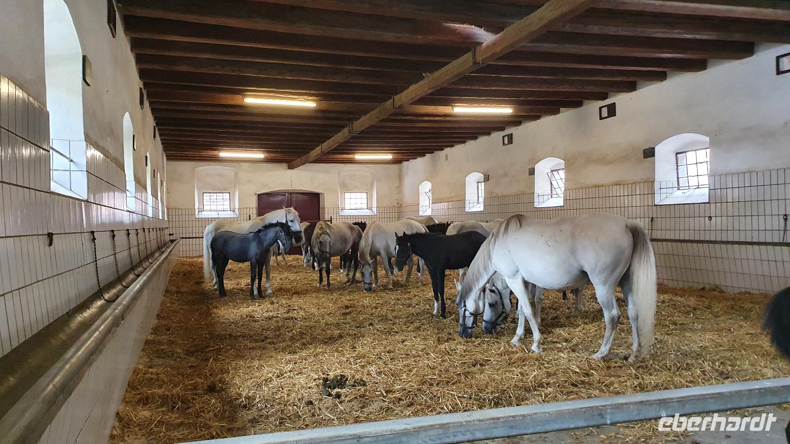 Mutterstuten im Lipizzaner- Gestüt Piber