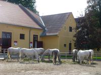 Gestüt Piber