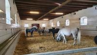 Mutterstuten im Lipizzaner- Gestüt Piber