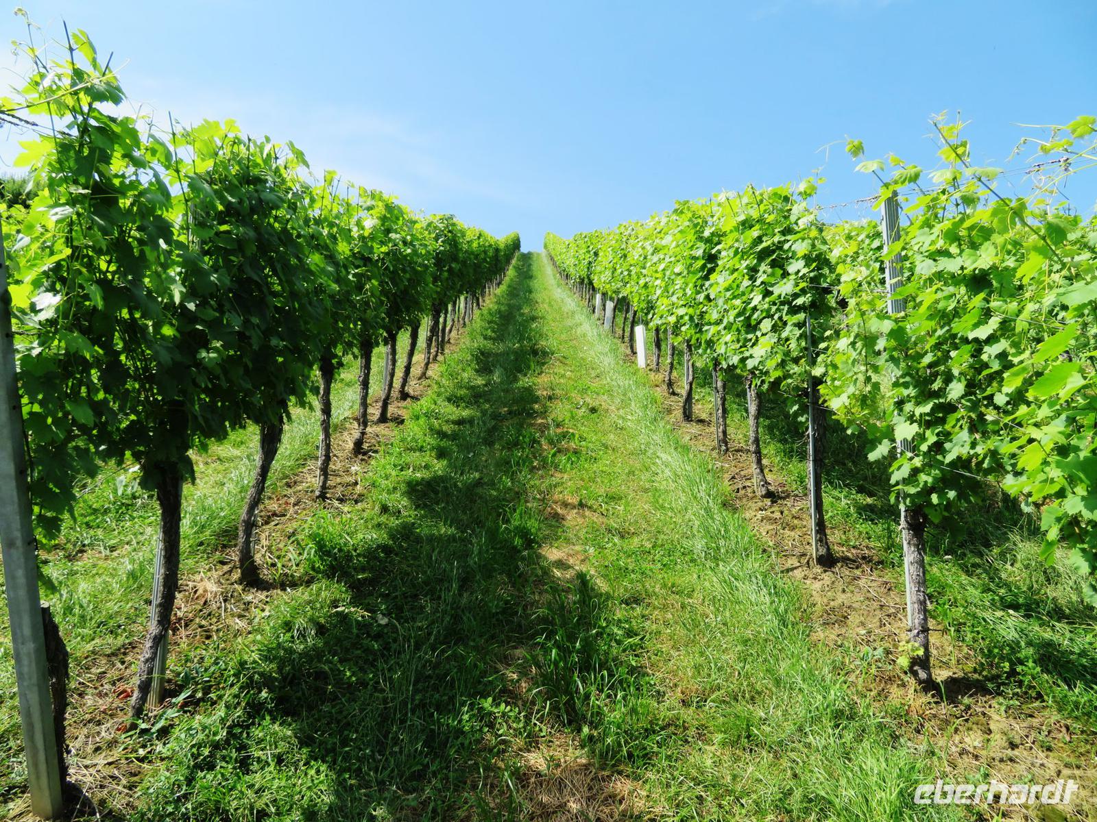 Steiermark - Wein