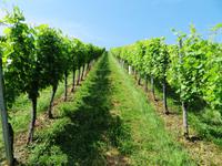 Steiermark - Wein