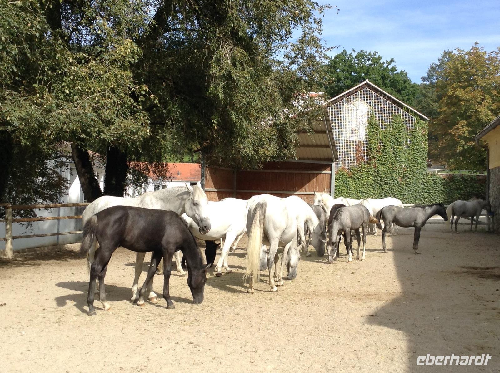 die Lipizzaner Stuten mit ihren Fohlen