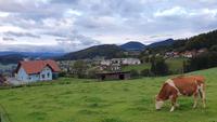 guten Morgen Semriach