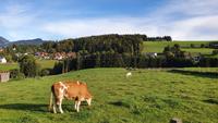 guten Morgen Semriach