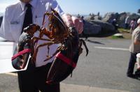 Besuch des Fischerdorfs Peggy's Cove