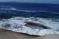 Besuch des Fischerdorfs Peggy's Cove