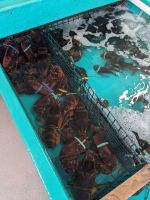108. Lobster in Kennebunkport, maine, USA