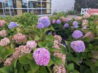 137. Anne of Green Gables Heritage Site,  NCL-Ausflug in Charlottetown, Prince Edward Island, Kanada