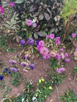 144. Anne of Green Gables Heritage Site,  NCL-Ausflug in Charlottetown, Prince Edward Island, Kanada