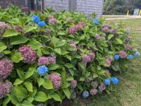 147. Anne of Green Gables Heritage Site,  NCL-Ausflug in Charlottetown, Prince Edward Island, Kanada