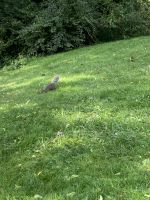 …wo ist B-Hörnchen?