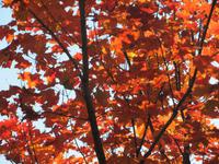 Im Park von Montmorency