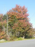 Auf den Weg zu Peggys Cove