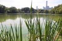 New York - Central Park