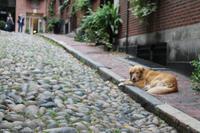 Bosten - Stadtrundfahrt