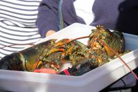 Halifax - Peggys Cove